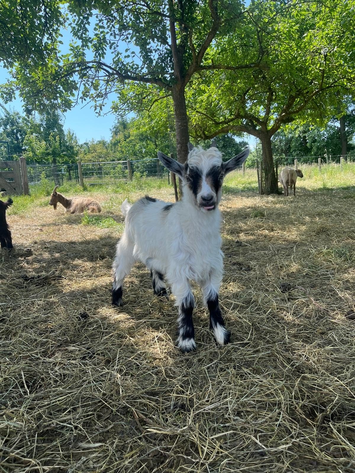 Landgeit bokjes, Dieren en Toebehoren, Mannelijk, Geit