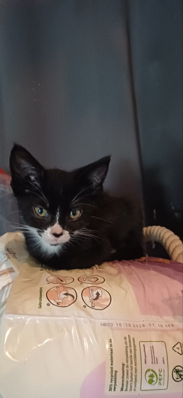 kittens, LAATSTE KATER MOET WEG!, Dieren en Toebehoren, Meerdere dieren, Kortharig, 0 tot 2 jaar