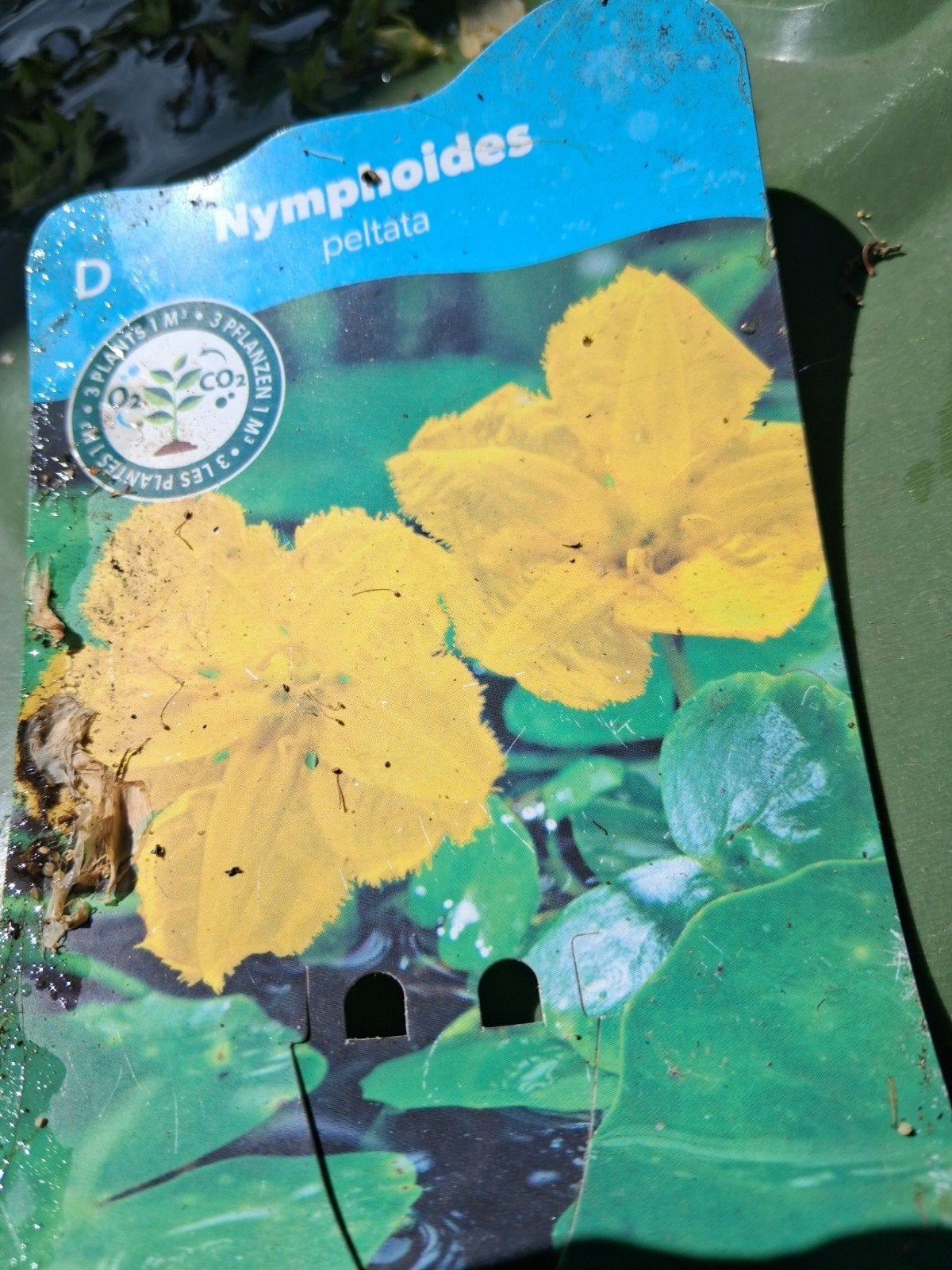 Gratis vijjver planten  geel en paars., Ophalen, Overige soorten, Volle zon