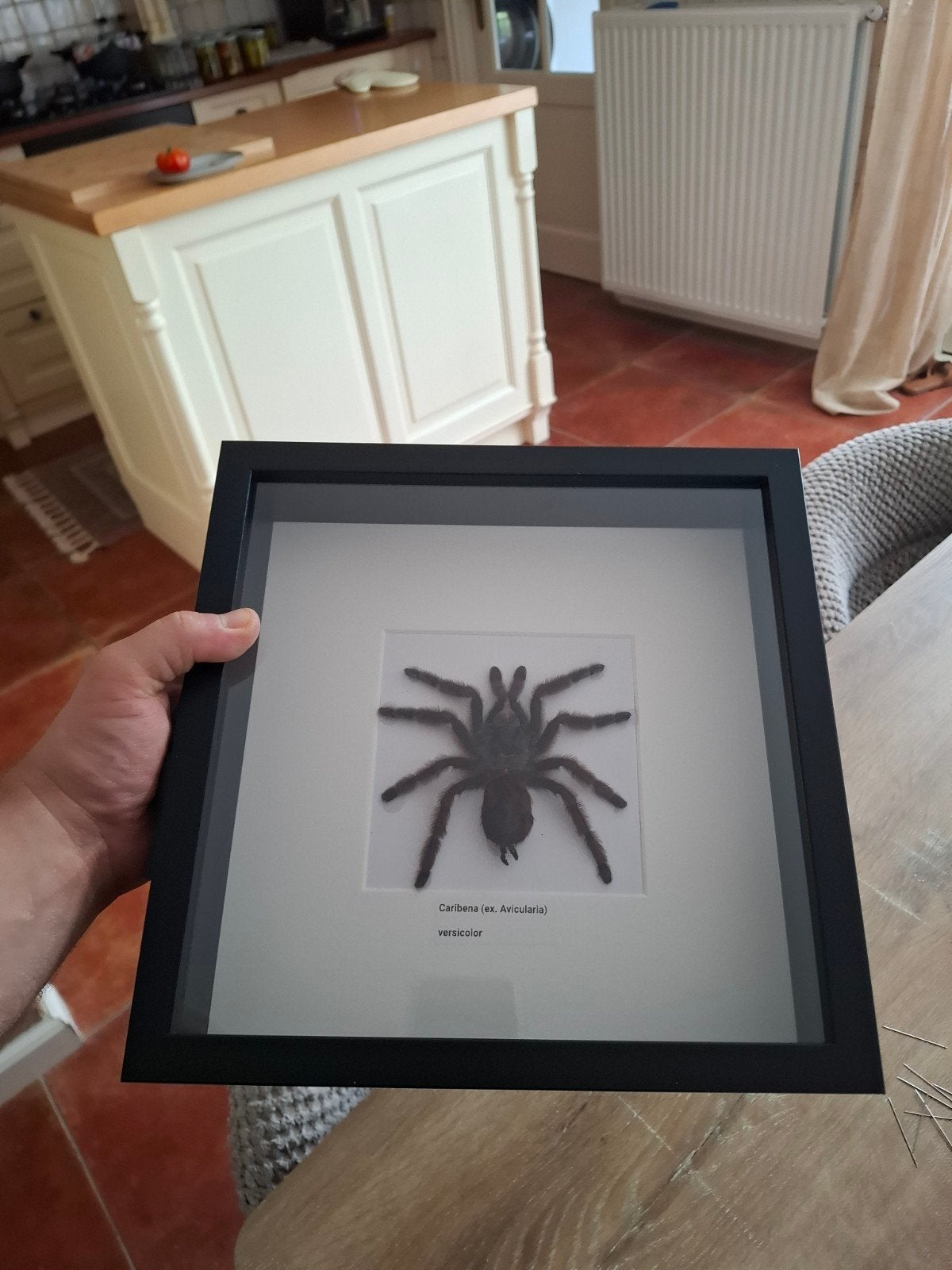lijst met een spin, Ophalen of Verzenden