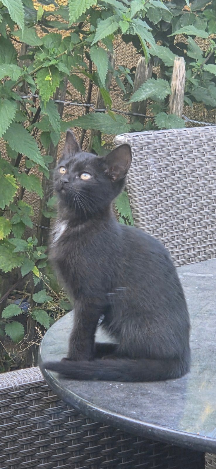 4 boerderij kittens zoeken een lief nieuw baasje., Meerdere dieren