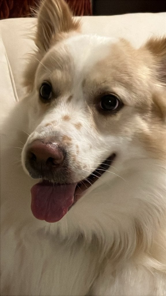 3‑jarige Husky/Golden kruising zoekt huis met veel ruimte, Parvo, Eén hond, 3 tot 5 jaar, Nederland