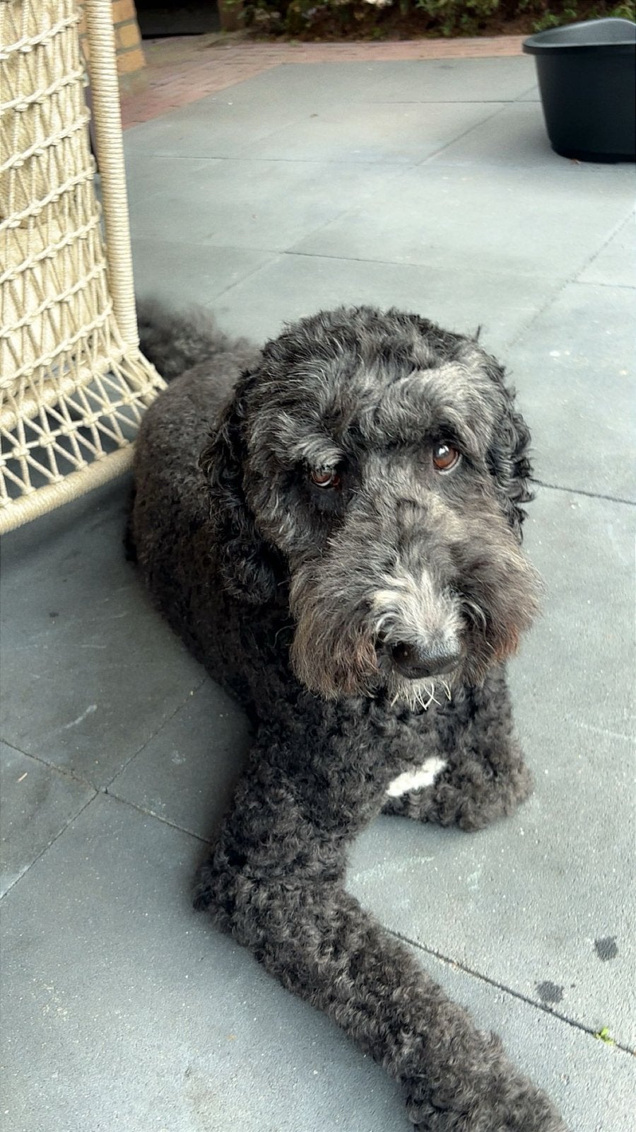 Hele lieve Labradoodle, 6 jaar of ouder, Reu, Meerdere, Nederland