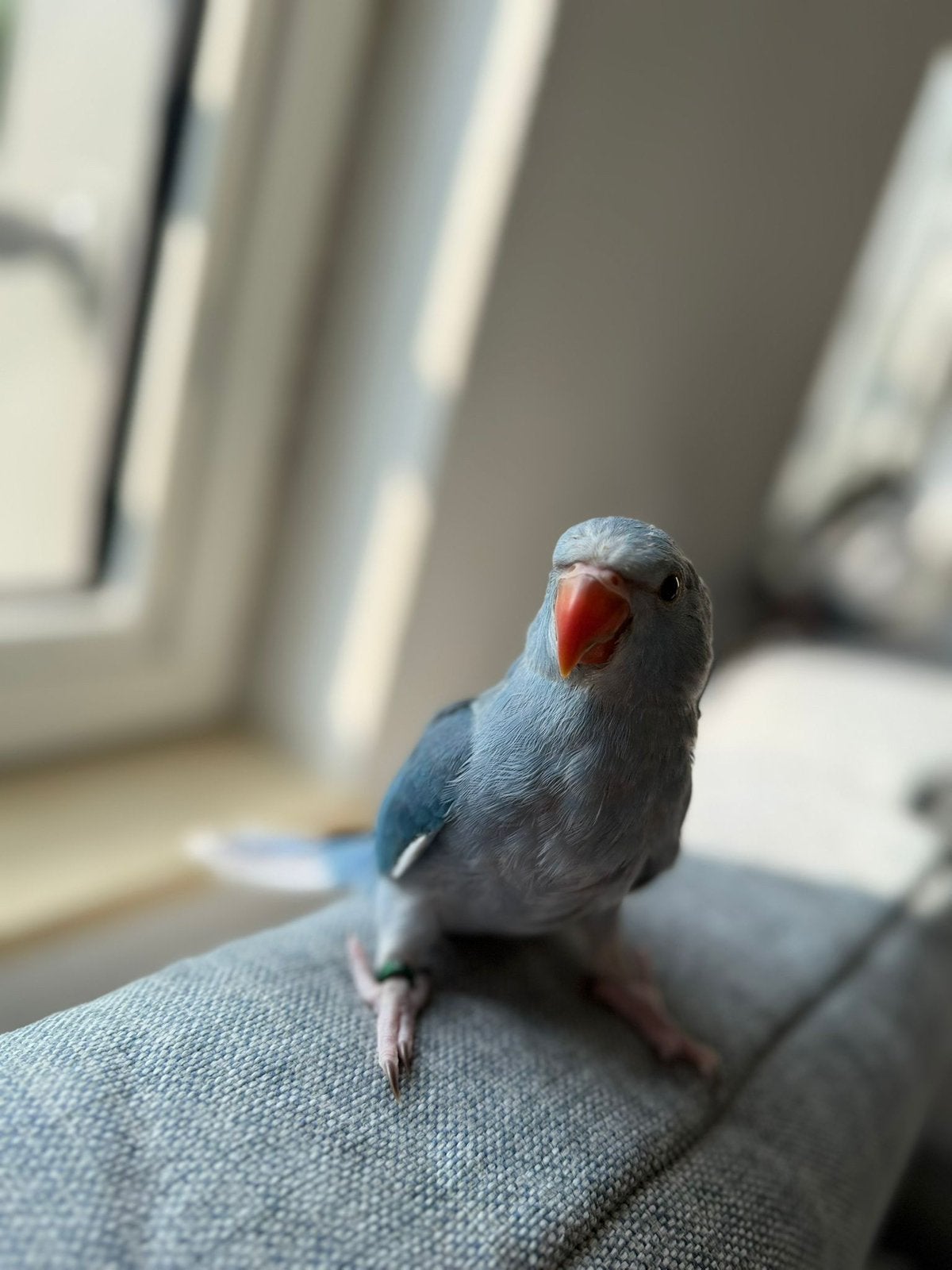 Tamme baby halsbandparkieten in diverse kleurtjes., Dieren en Toebehoren, Vogels | Parkieten en Papegaaien, Meerdere dieren, Parkiet