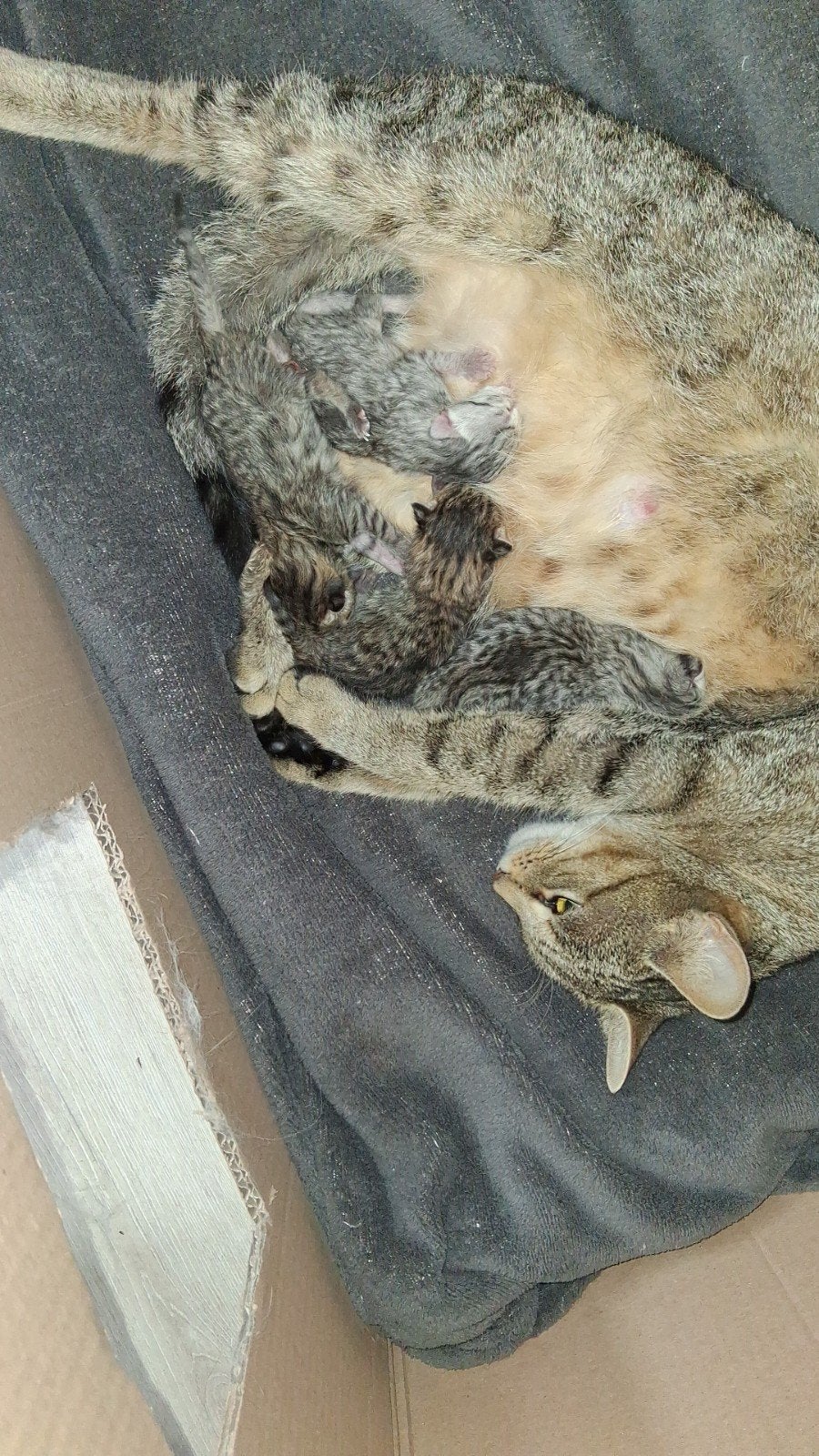 bengaal x kittens te reserveren nog 4, Meerdere dieren, Ontwormd, 0 tot 2 jaar