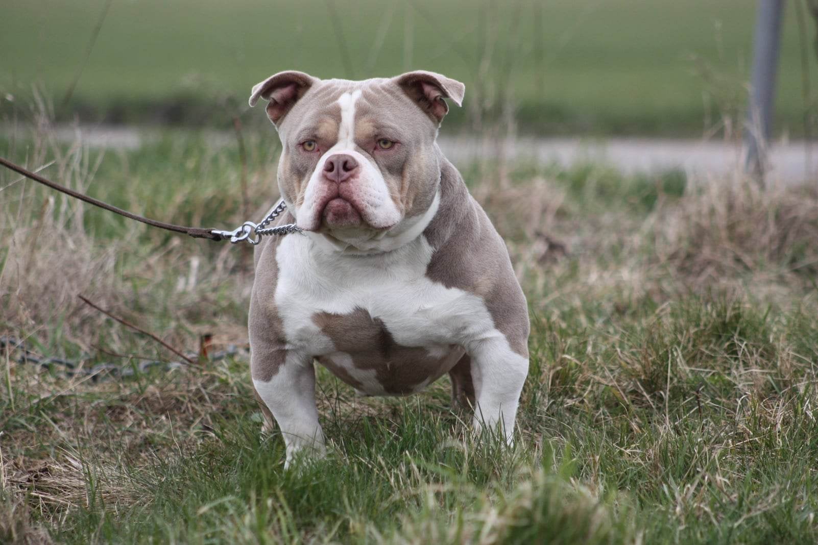 American bully reu.lees advertentie!!!, Dieren en Toebehoren, Eén hond, CDV (hondenziekte), 3 tot 5 jaar, Nederland