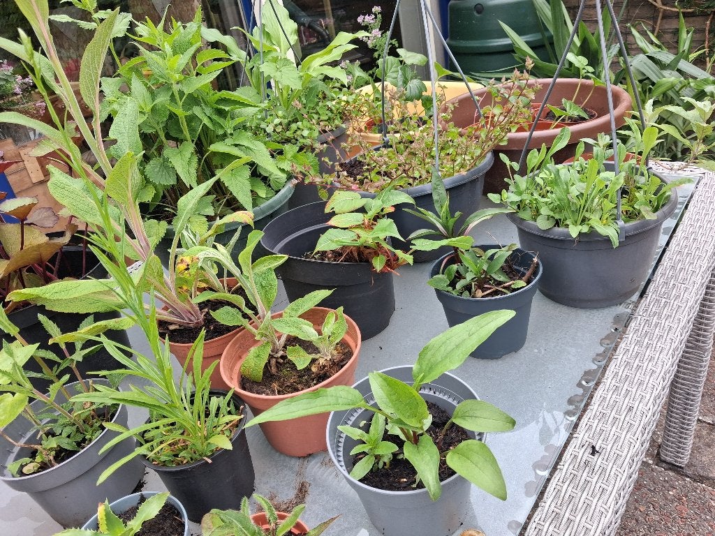 tuin hobbykwekerij biologisch planten in pot, Volle zon, Vaste plant, Zomer, Ophalen