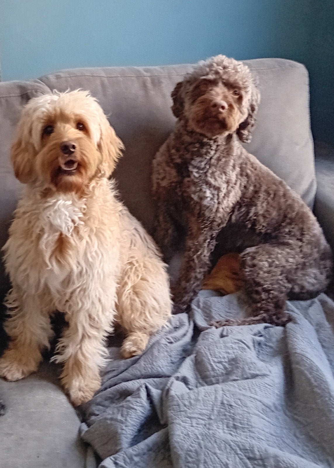 Labradoodle pups medium, Dieren en Toebehoren, Honden | Retrievers, Spaniëls en Waterhonden, Meerdere dieren, Particulier, Meerdere