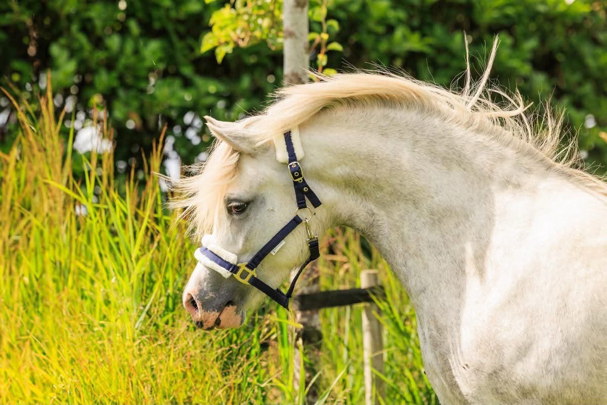 Super lieve B-pony merrie: Daantje, Merrie, B pony (1.17m tot 1.27m), 3 tot 6 jaar