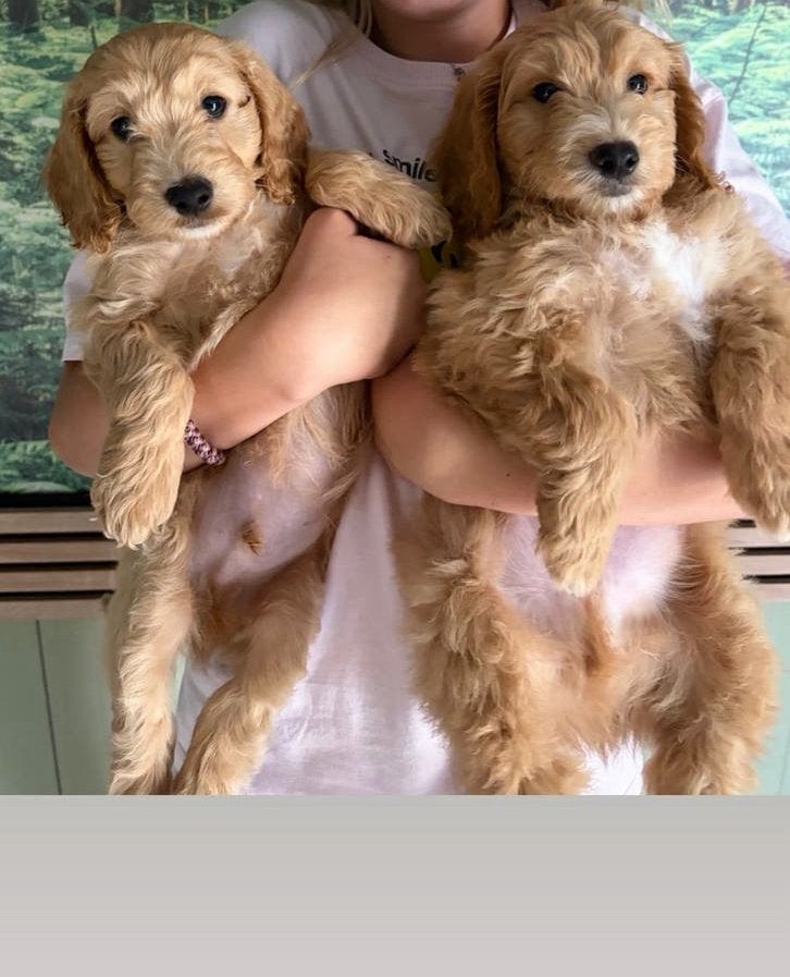 Labradoodles puppies (99% zindelijk en gelijk mee naar huis), Parvo, Overige rassen, 8 tot 15 weken, Meerdere