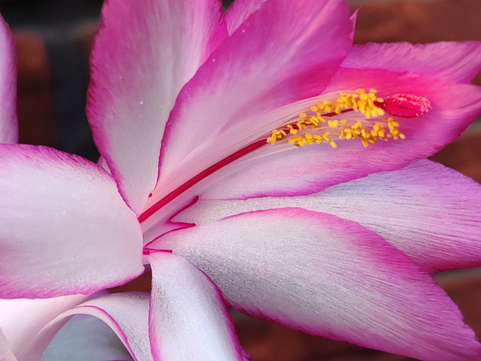 Schlumbergera reginae 'Pink Parachute' stek ongeworteld, Verzenden, Halfschaduw, Minder dan 100 cm