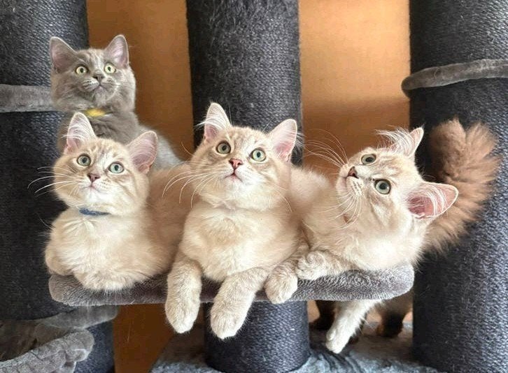RAGDOLL KITTENS ( MOGEN METEEN VERHUIZEN), Dieren en Toebehoren, Katten en Kittens | Overige Katten, Meerdere dieren, Langharig