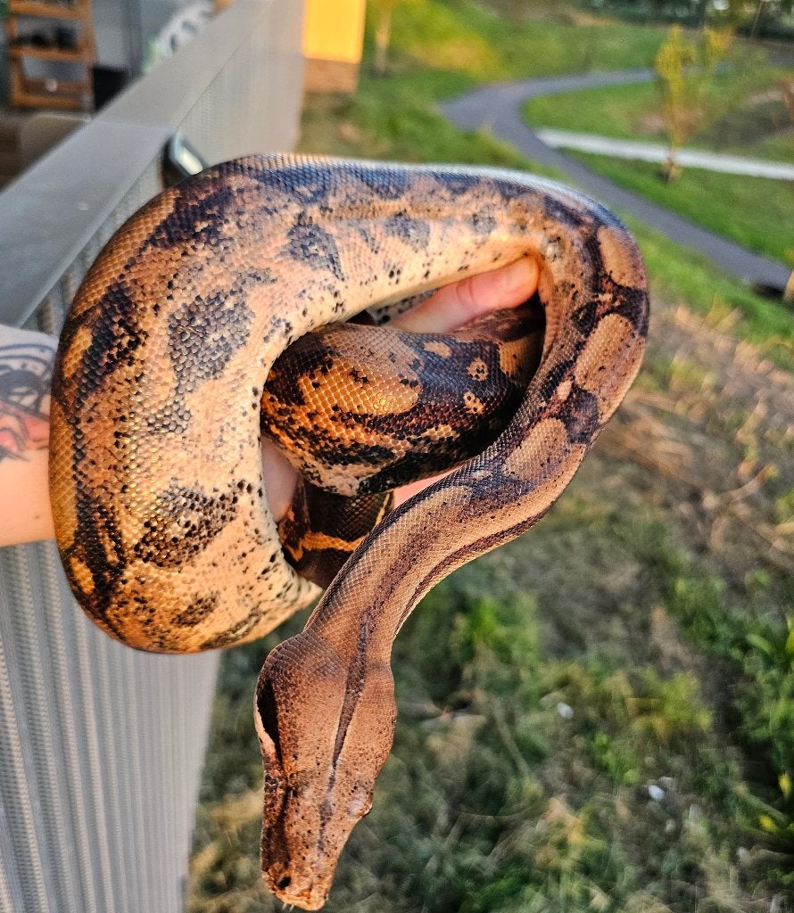 Pinkish fire vrouw boa imperator Boa Constrictor photo 5