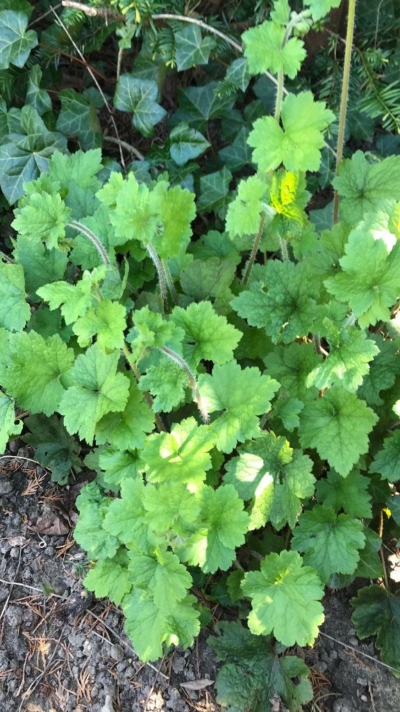 Mijterloof of Tellima grandiflora, Overige soorten, Vaste plant, Ophalen of Verzenden, Halfschaduw