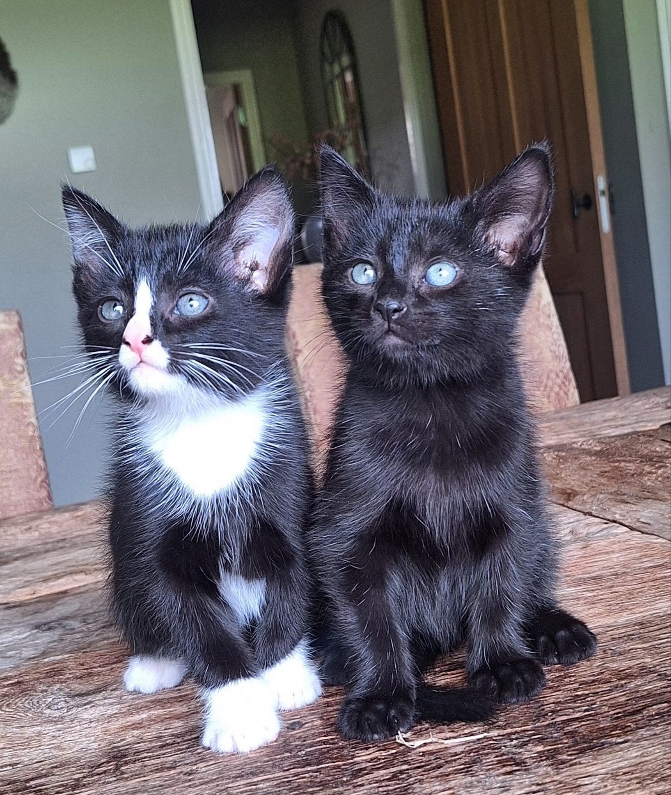 Leuke kittens