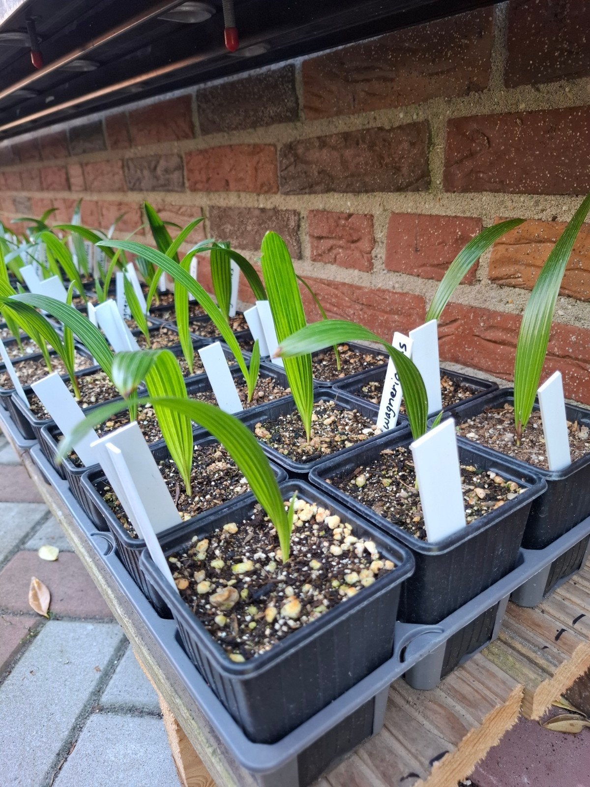 trachycarpus wagerianus, Ophalen, Overige soorten, Volle zon