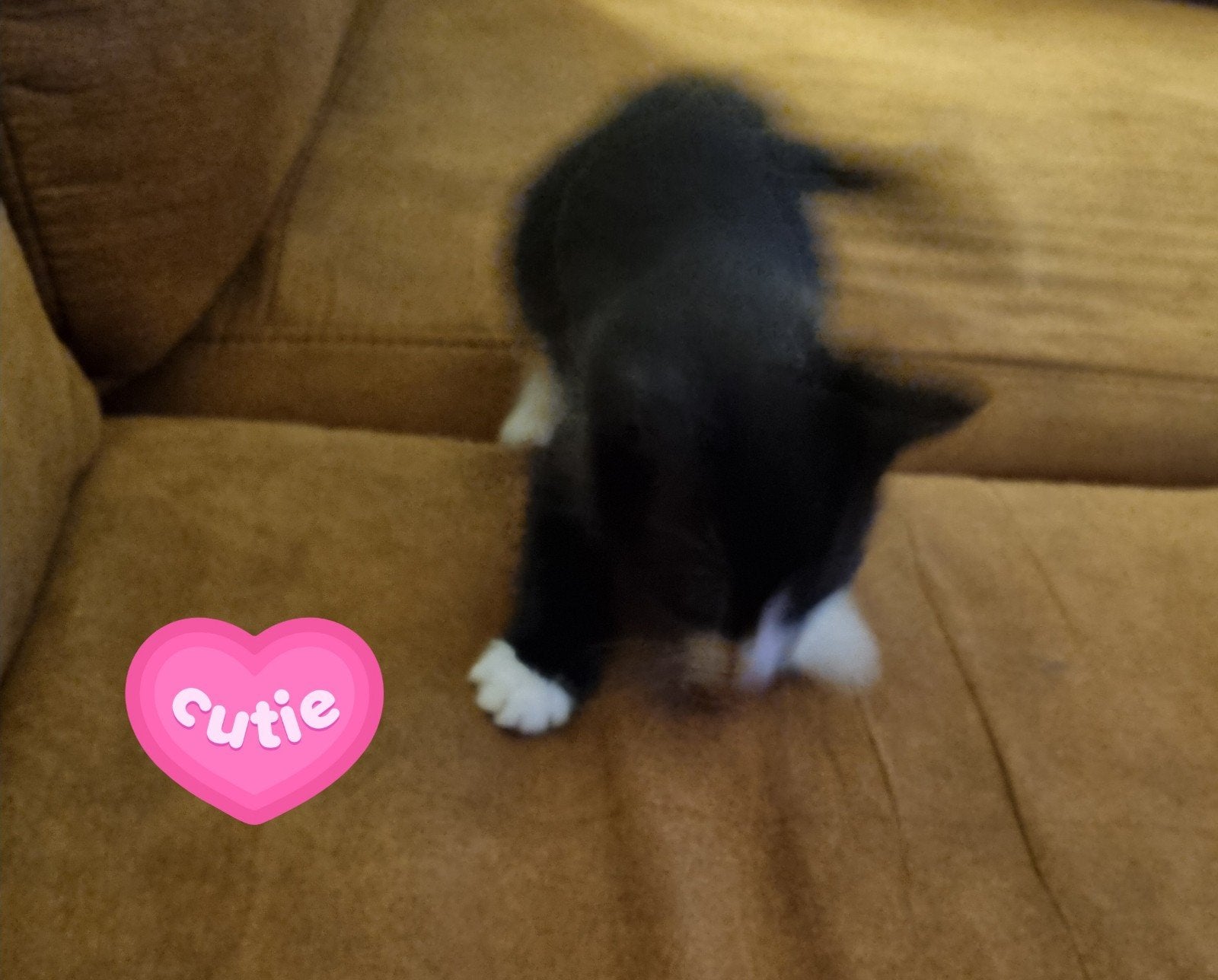 Lieve Kittens te koop