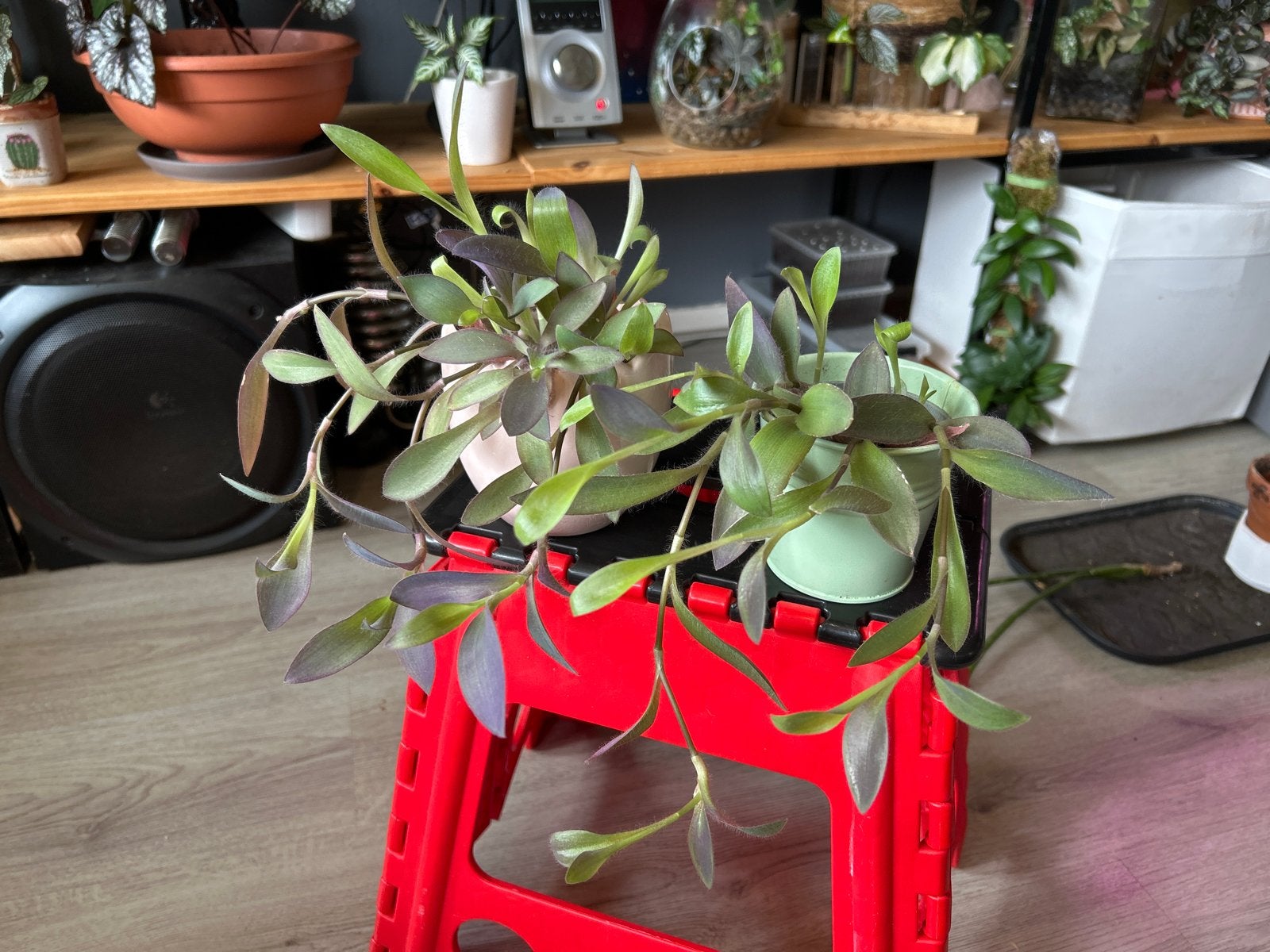2 Tradescantia Pallida 'Purple Heart' planten, Ophalen