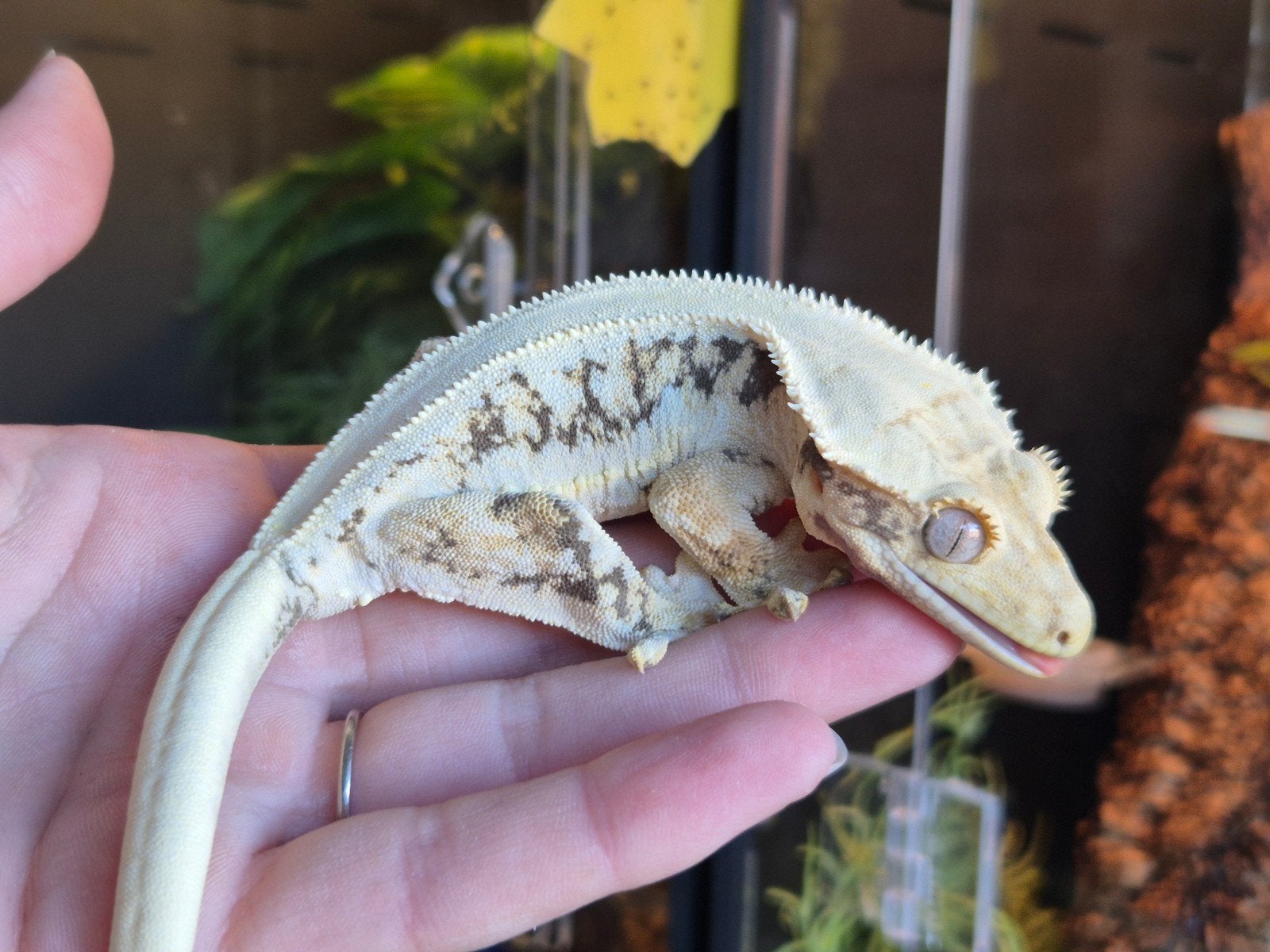 Wimpergekko tricolor Lilly white, Dieren en Toebehoren, Reptielen en Amfibieën, Hagedis, 0 tot 2 jaar