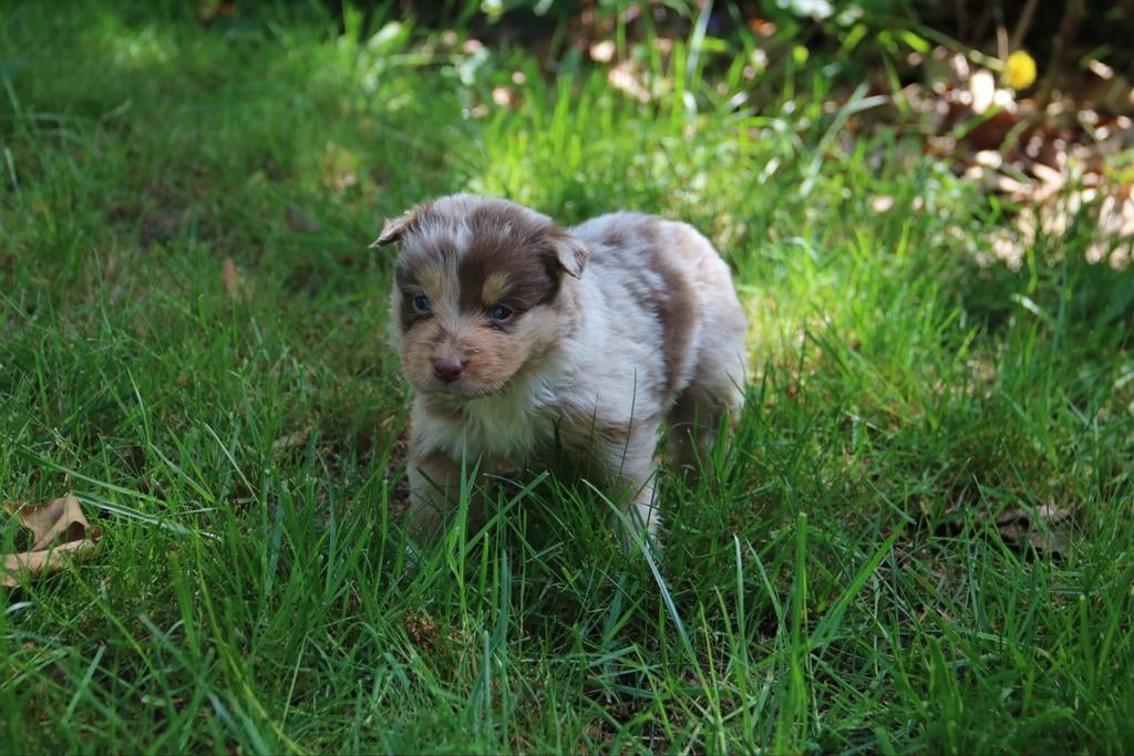 Raszuivere Australian Shepherd pups, Dieren en Toebehoren, 8 tot 15 weken, Meerdere, Meerdere dieren, Herder