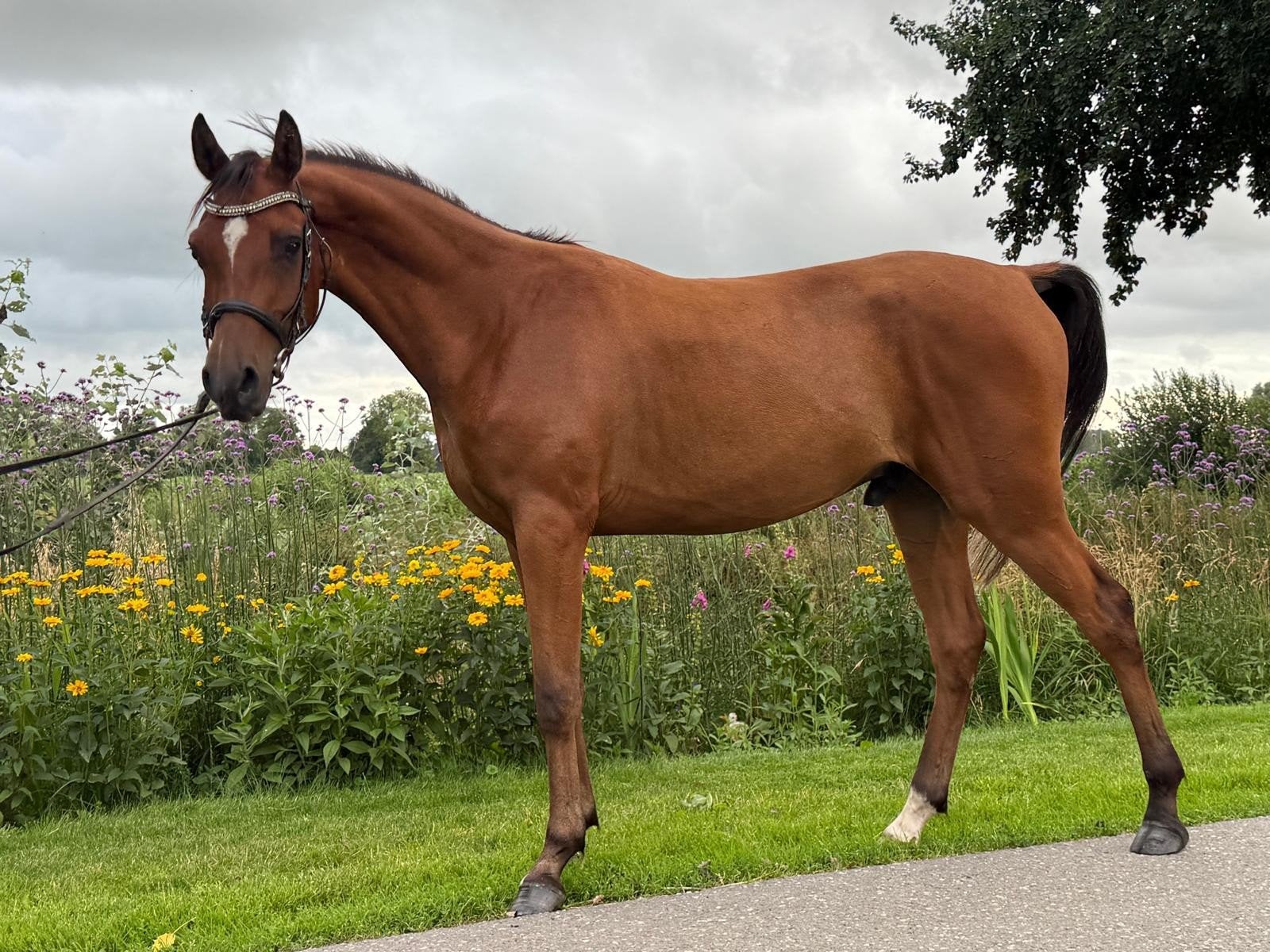 Zeer mooie Arabische pony, Ruin, Onbeleerd, E pony (1.48m - 1.57m), 3 tot 6 jaar