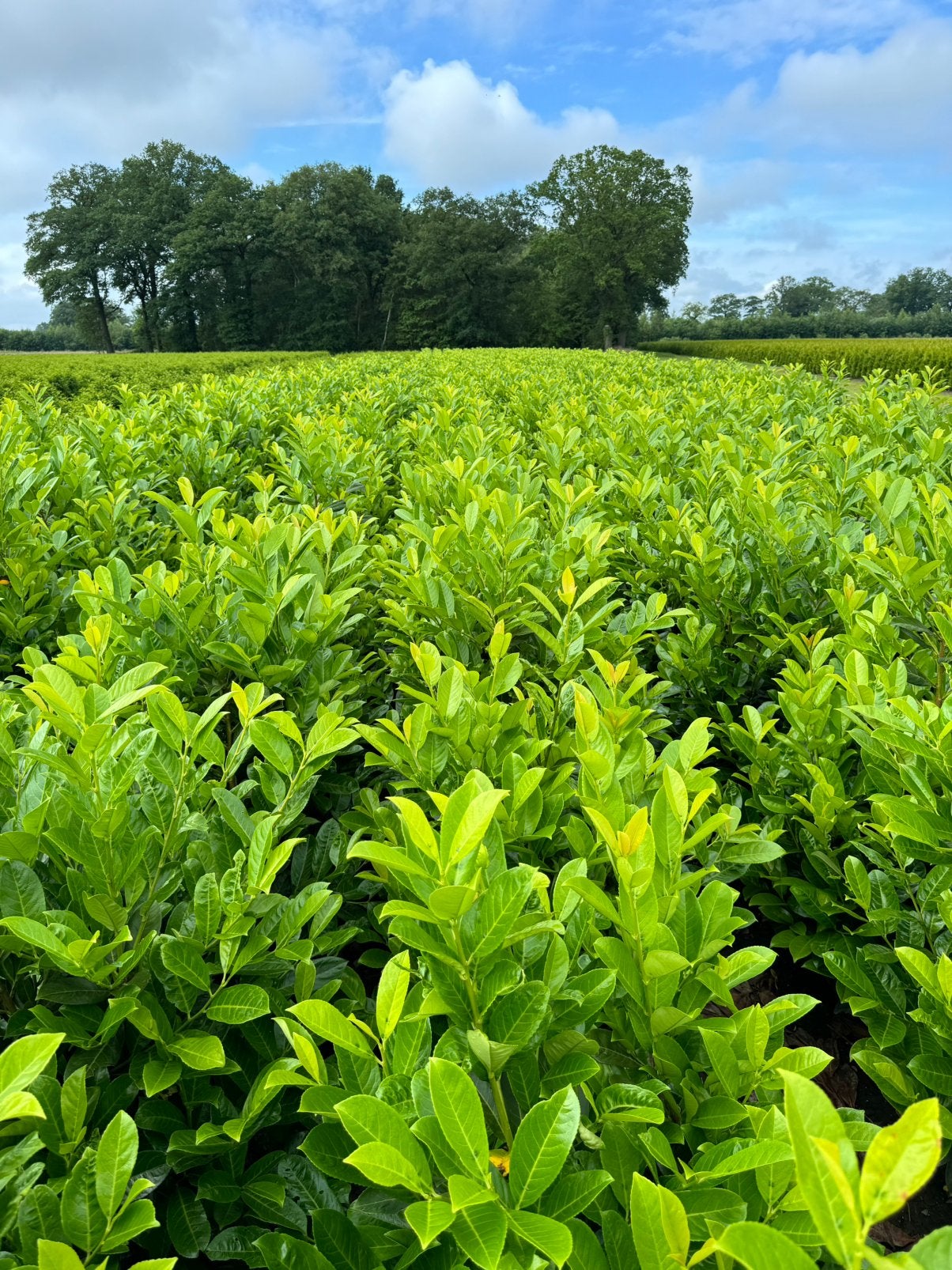 Laurier Herbergii kopen | Compacte wintergroene haag, Ophalen of Verzenden, Laurier