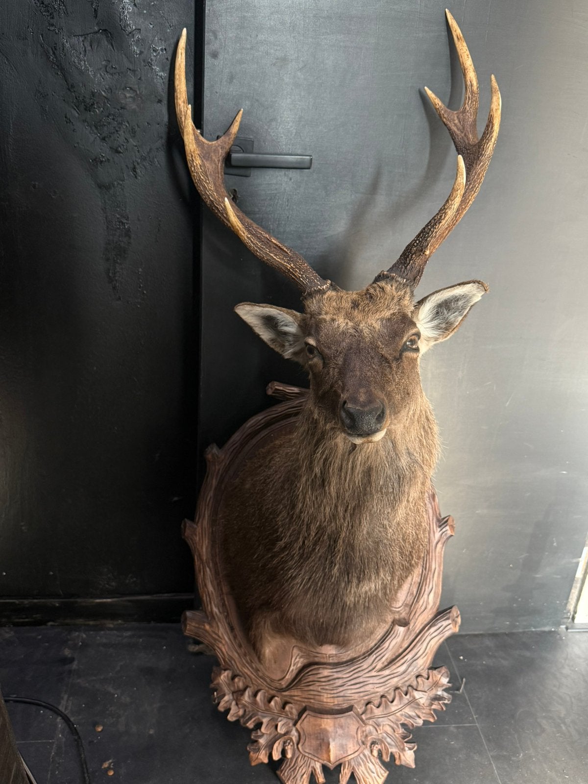 Opgezette taxidermie sika hert, Ophalen