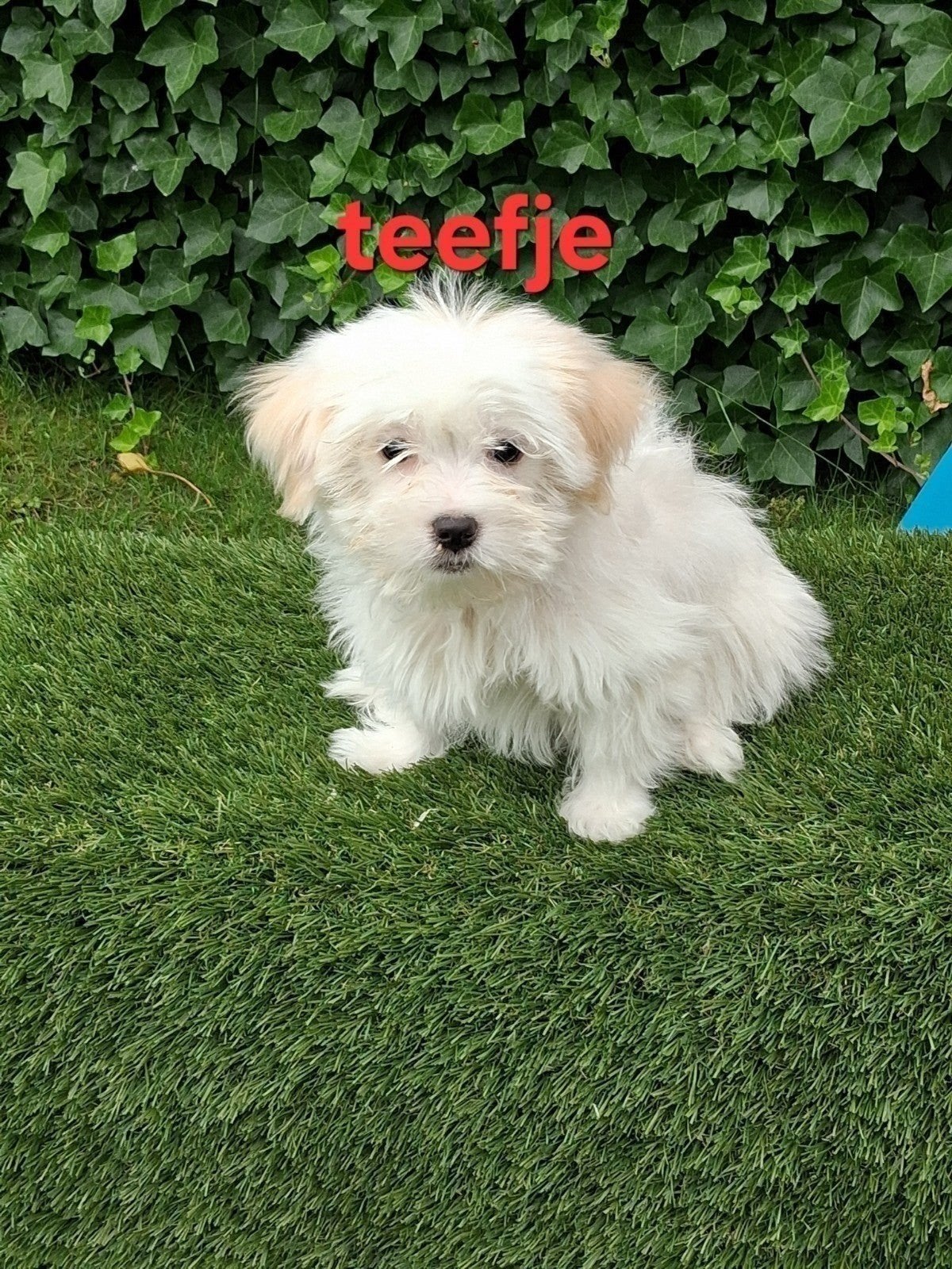 Te koop mooie speelse kleinblijvende boomer pups, Parvo, Overige rassen, 8 tot 15 weken, Meerdere