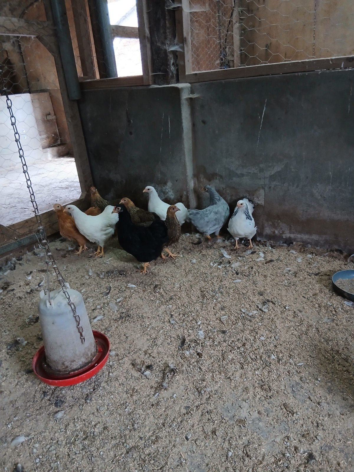 Jonge raszuivere wyandotte kriel kippen, Dieren en Toebehoren, Pluimvee, Vrouwelijk, Kip
