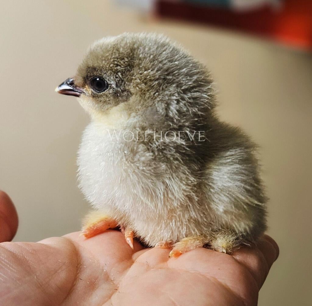 Brahma-kuikens in meerdere kleuren uit fokprogramma, Dieren en Toebehoren, Pluimvee, Meerdere dieren, Kip