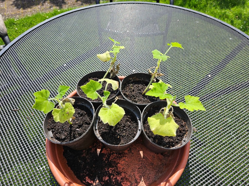 Courgette plantjes, Ophalen, Eenjarig, Groenteplanten, Volle zon