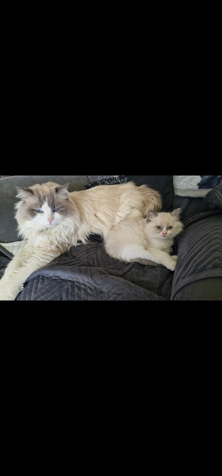 Ragdoll kittens, Meerdere dieren