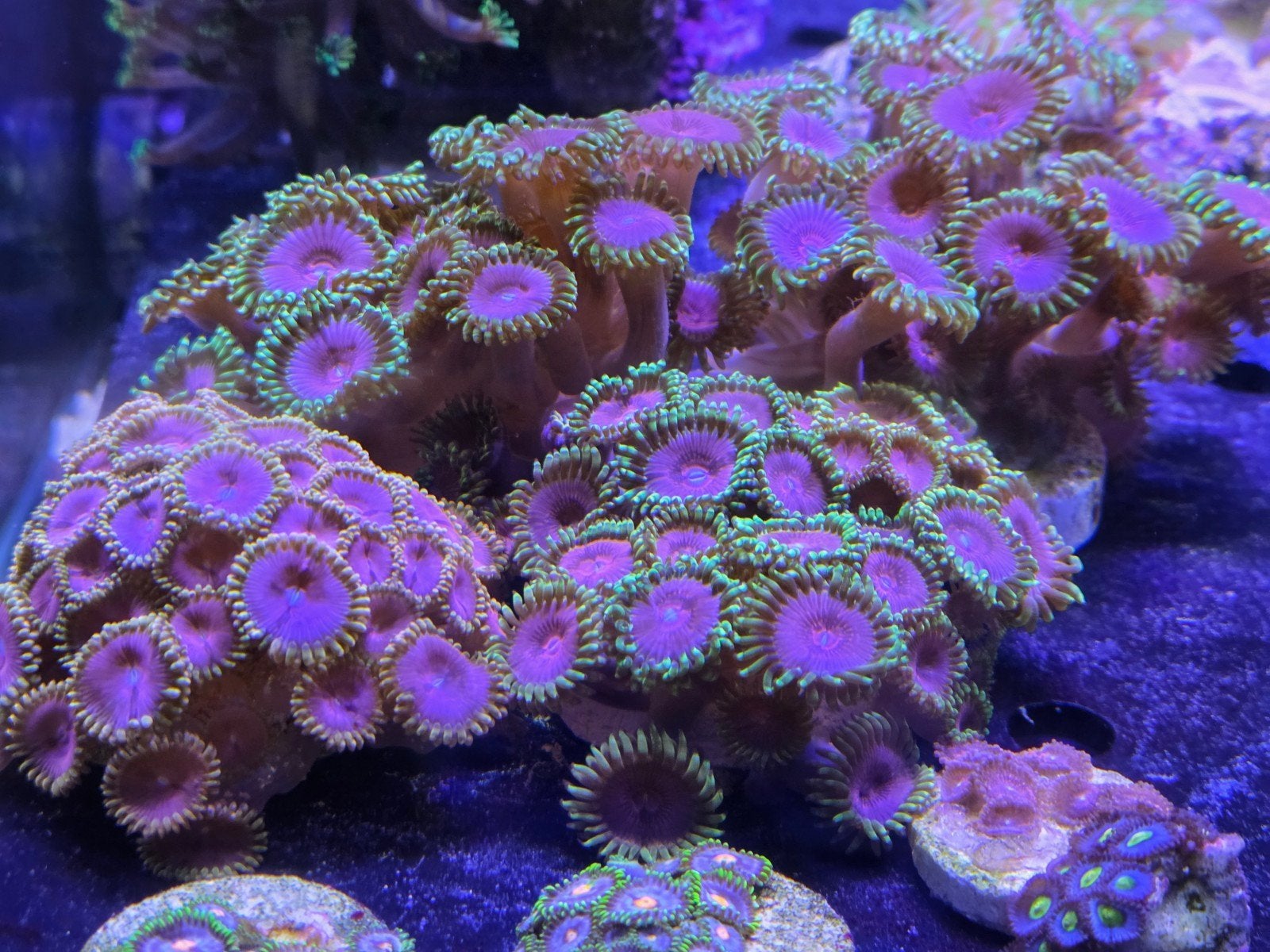 Zoanthus buttons diverse soortjes, Overige typen, Zoutwatervis