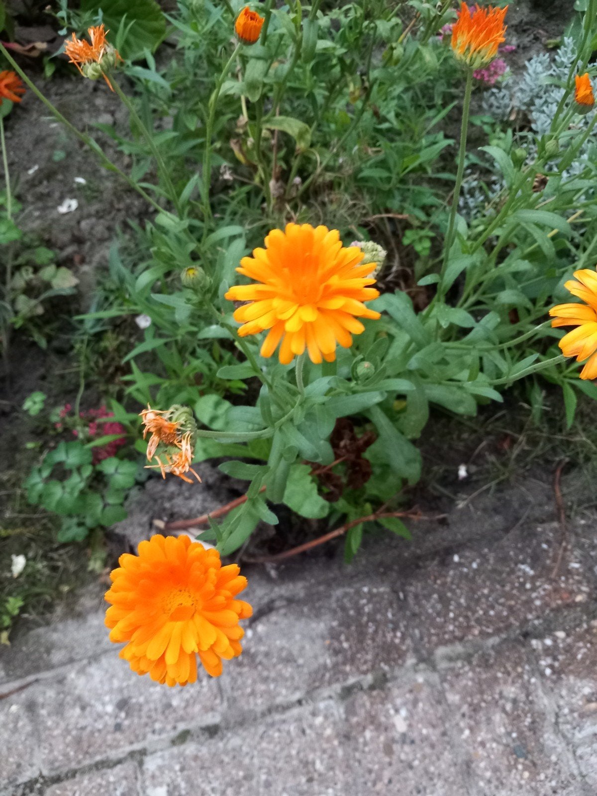 Goudsbloem zaden Biologisch!- Calendula officinalis, Ophalen of Verzenden, Voorjaar, Volle zon, Zaad