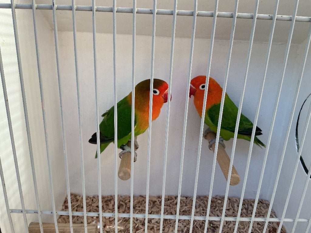 Agapornis Fischeri koppel Wildkleur 25 x Groen Opaline 26, Meerdere dieren, Dwergpapegaai of Agapornis, Geringd