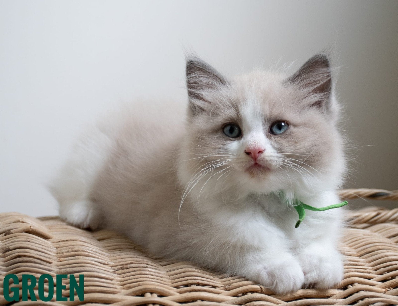 Prachtige, raszuivere Ragdoll kittens, Dieren en Toebehoren, Katten en Kittens | Raskatten | Langhaar, Meerdere dieren, Gechipt