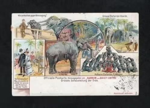 Barnum and Bailey Circus Olifanten Heerjansdam 1905., Ophalen of Verzenden, Voor 1920, Gelopen, Wild dier