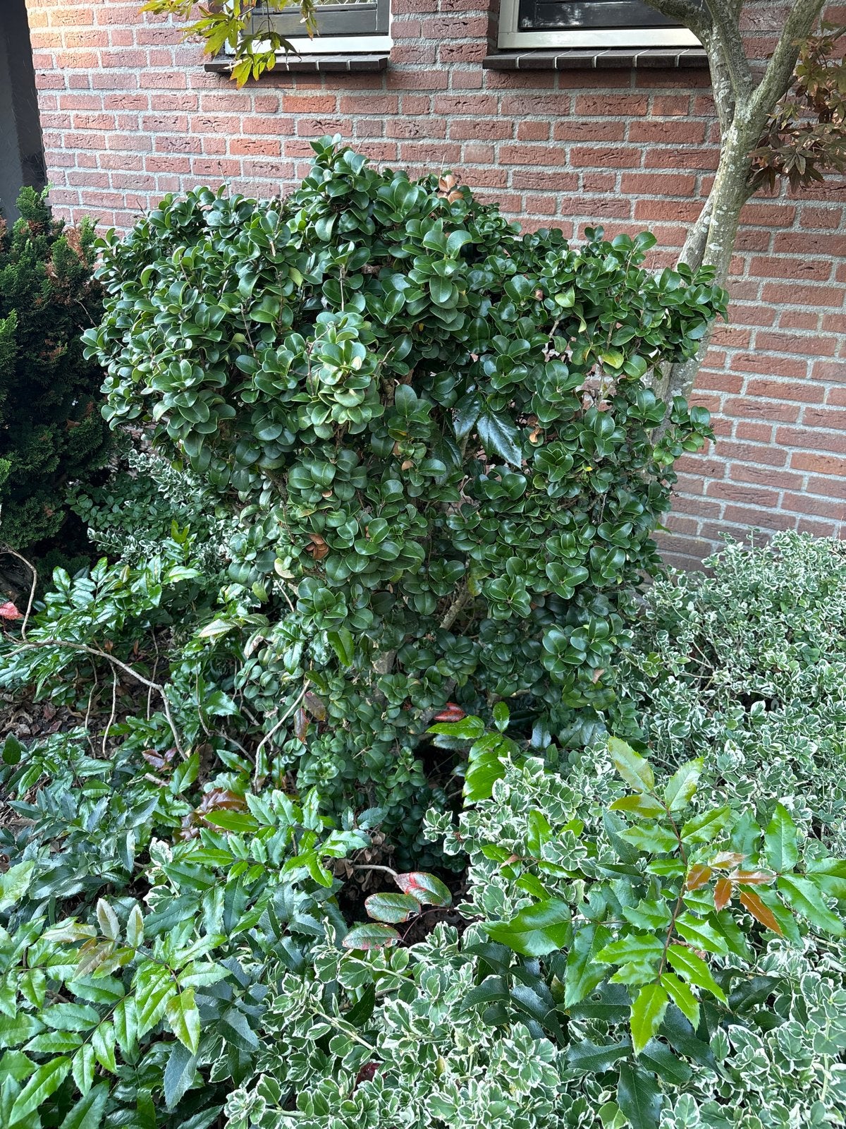 Grote, volle struik - 1 meter hoog en dik, Tuin en Terras, Vaste plant, Bloeit niet, Halfschaduw, Ophalen