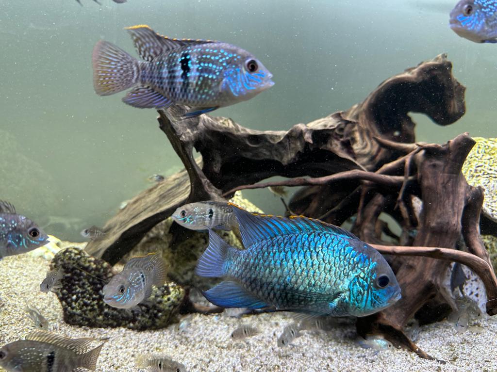 Blue Acara’s, Dieren en Toebehoren, Vissen | Aquariumvissen, Vis