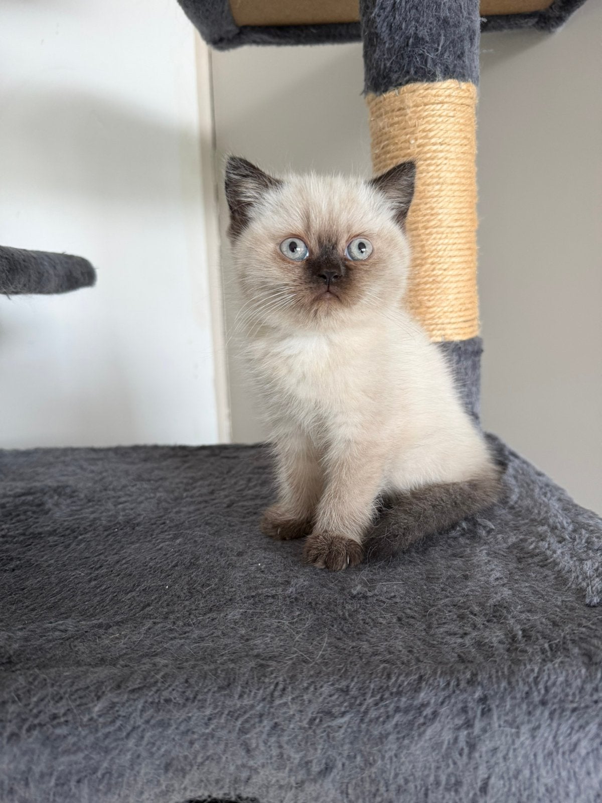 Britse korthaar kitten eventueel te koop met moeder poes, Poes, Gechipt