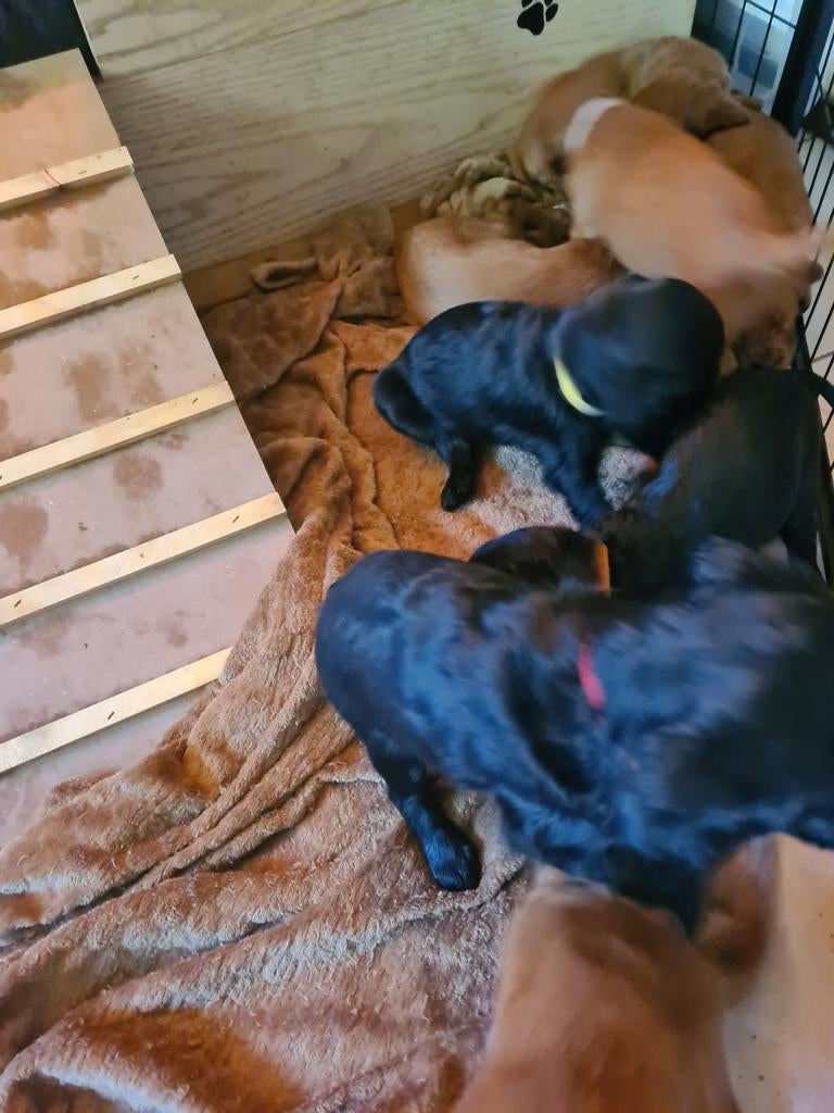 Nog 5 Setter Pups te koop, 8 tot 15 weken, Meerdere, Meerdere dieren, Nederland