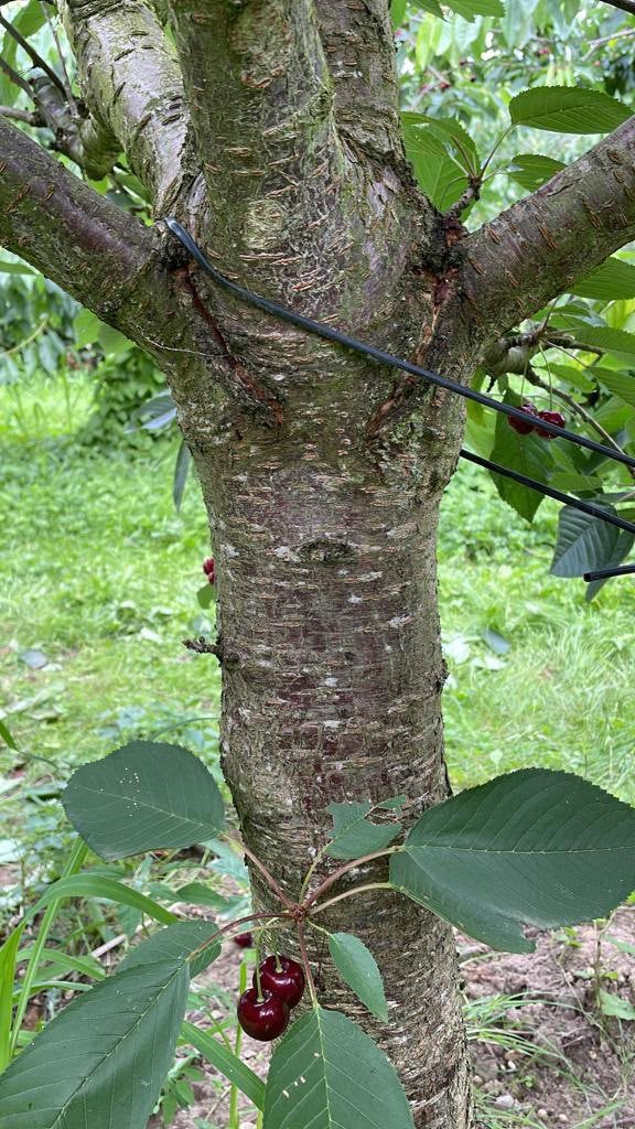 Prachtige kersenbomen nu slecht 95,00, Ophalen, Volle zon, Overige soorten