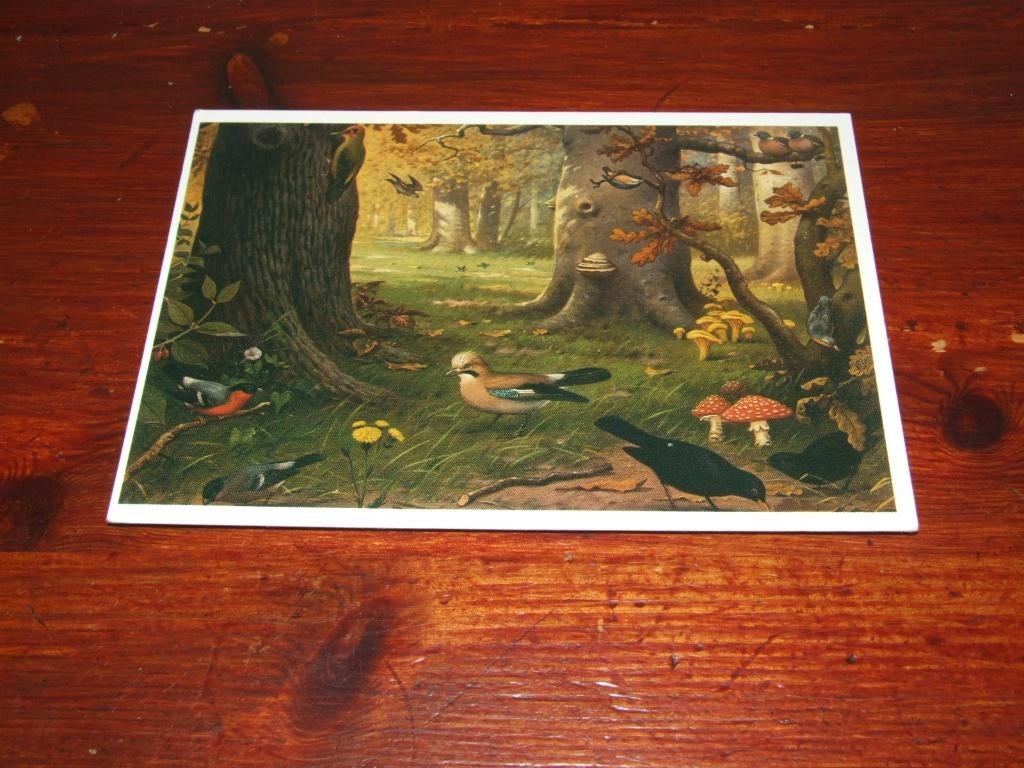 495- M.A. KOEKKOEK - BOSVOGELS, Verzenden, Gelopen, Vogel