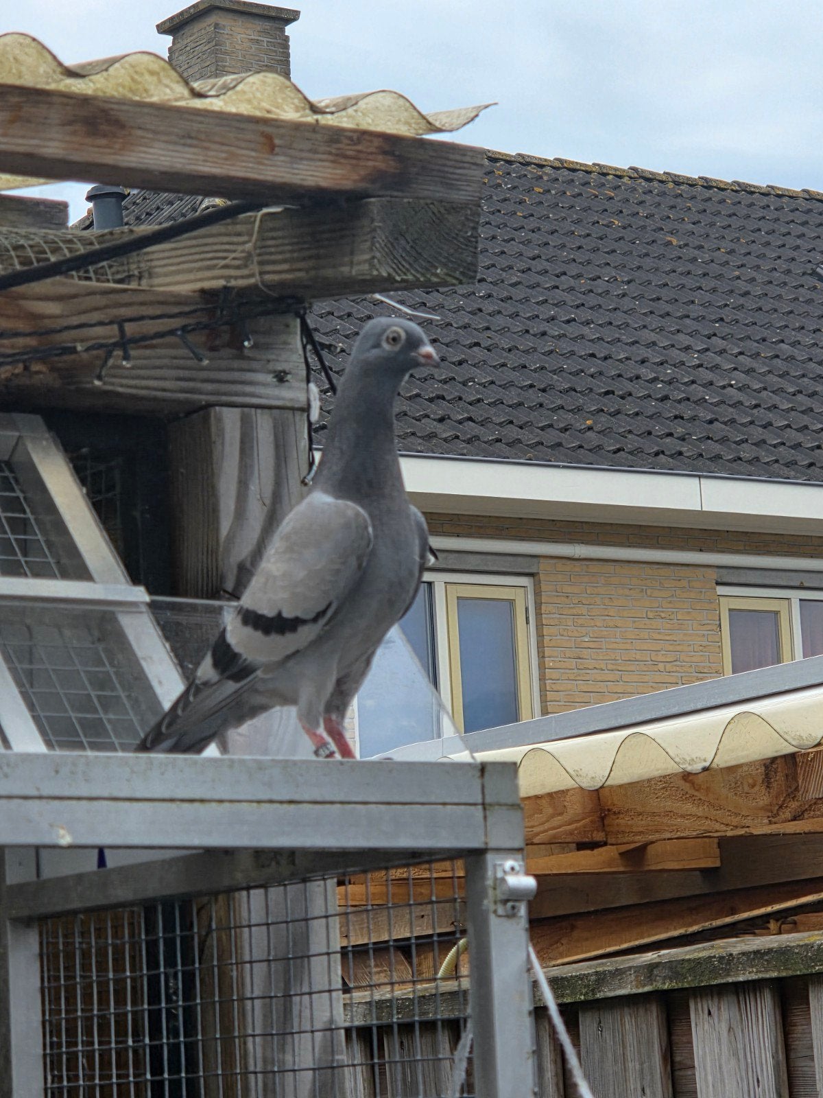 figurita duifjes het kleinste sierduivenras, Dieren en Toebehoren, Vogels | Duiven, Meerdere dieren, Overige soorten