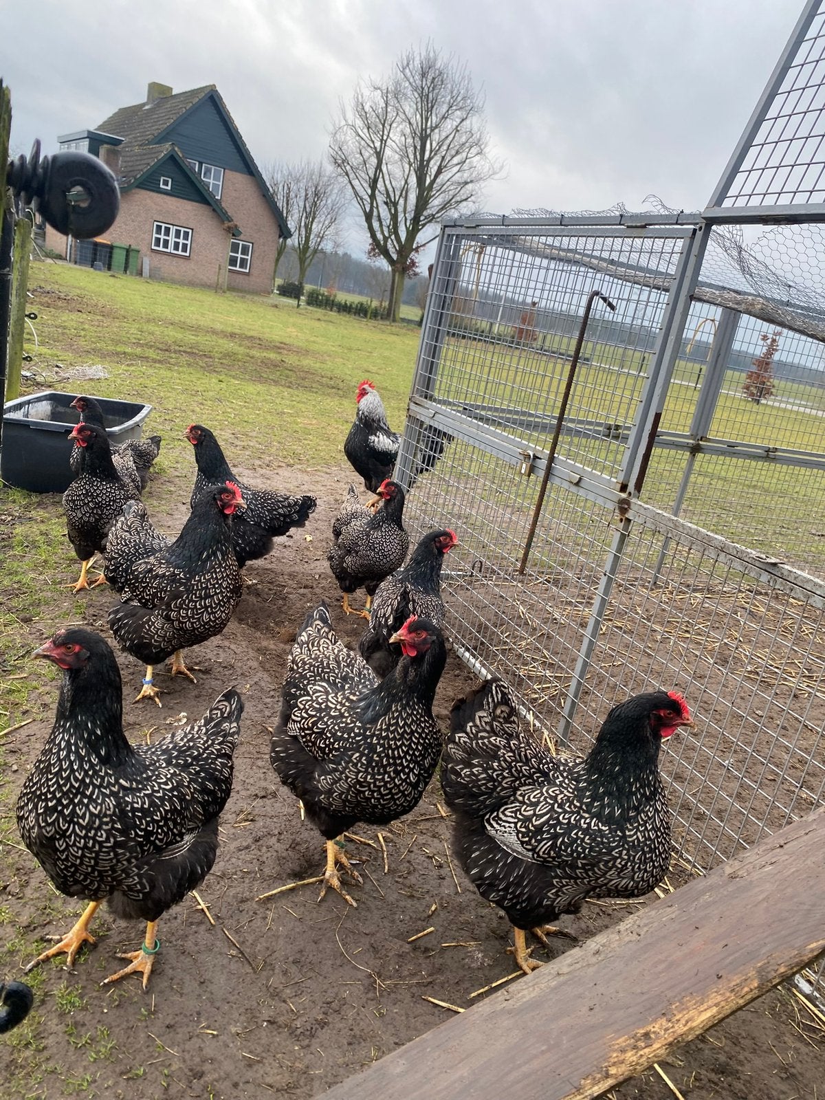 Zilver gezoomde barnevelder toom (met of zonder de haan), Dieren en Toebehoren, Pluimvee, Meerdere dieren, Kip