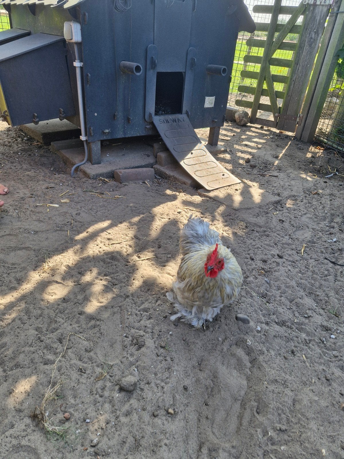 cochin kriel haan, Dieren en Toebehoren, Pluimvee, Mannelijk, Kip