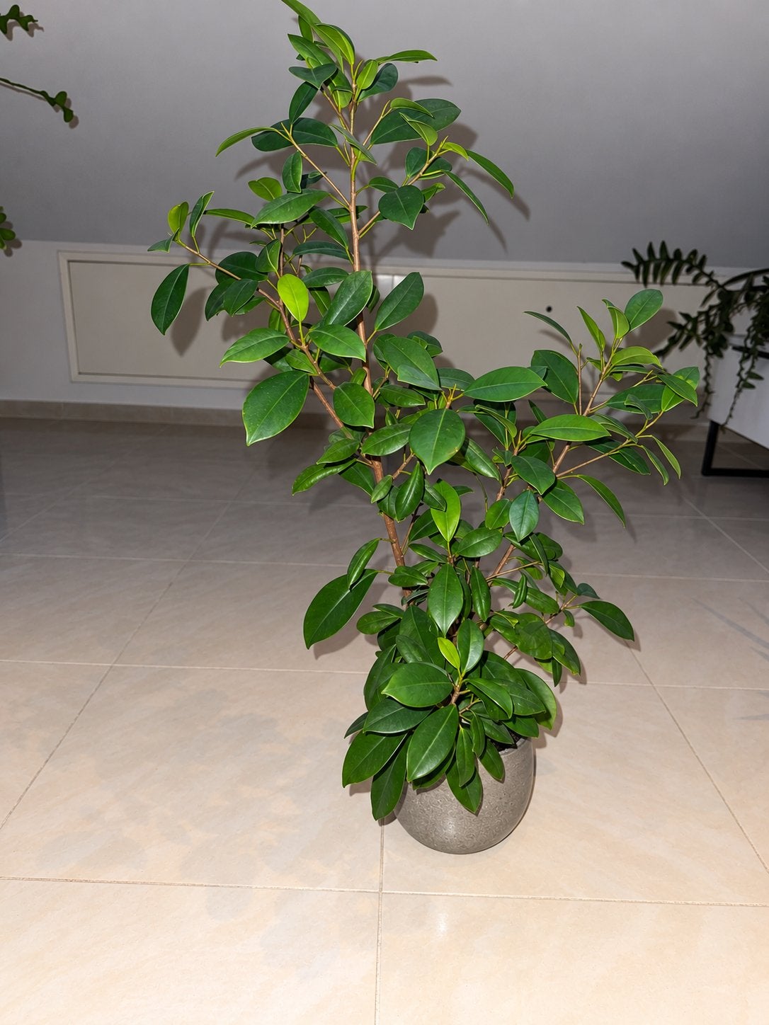 Ficus inclusief pot, Ophalen, Ficus, Halfschaduw, In pot