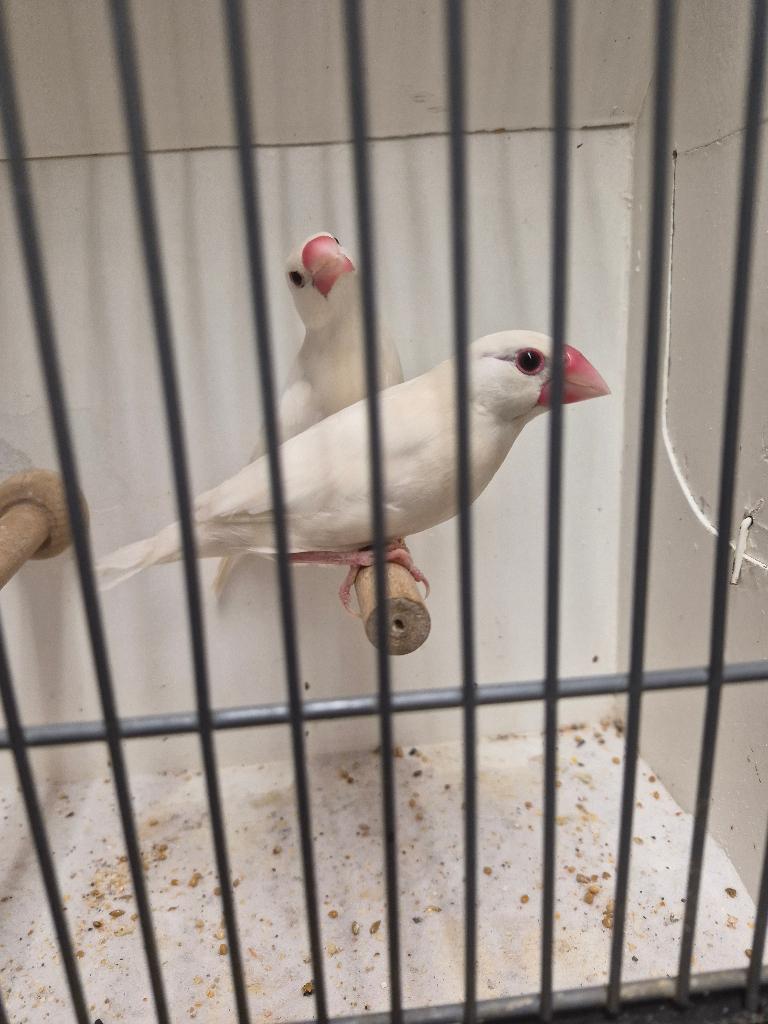 Zeer grote koppel zuiver witte rijstvogels TT klassen, Meerdere dieren, Tropenvogel, Geringd