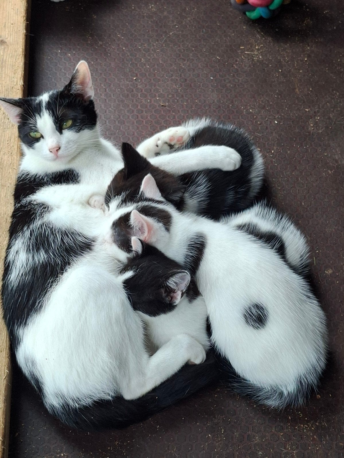 2 lieve kittens zoeken een warm thuis!, Meerdere dieren