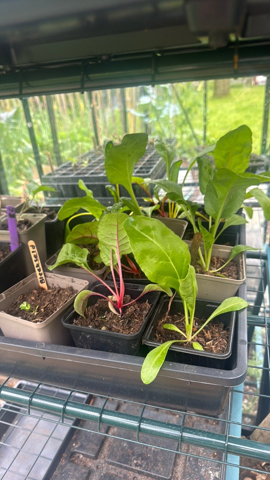 Moestuin plantjes bonen, kolen, snijbiet, andijvie, Tuin en Terras, Ophalen, Volle zon, Groenteplanten, Eenjarig